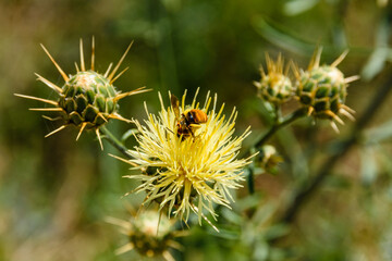 Honey bee collecting nectar from flower of the thistle plant