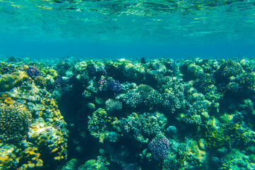 Colonies of the corals and tropical fishes at coral reef in Red sea