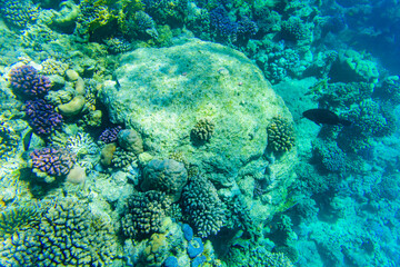 Colonies of the corals and tropical fishes at coral reef in Red sea