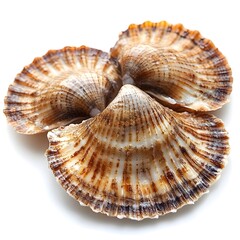 Obraz premium Elegant Scallop Shells Marine Culinary Delight on White Background