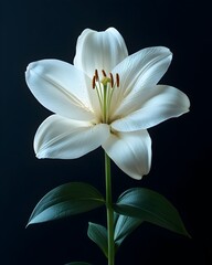 Fototapeta premium Elegant White Lily Bloom on Minimalist Black Background