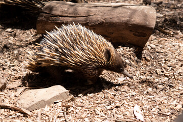 the short nosed has strong-clawed feet and spines on the upper part of a brownish body. The snout is narrow and the mouth is small,