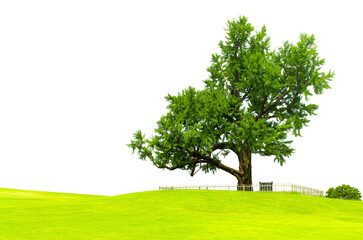 Fototapeta premium tree in a green meadow in front of a hilly mountain on transparent background.