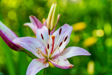 Blooming red lily (lilium) on a flowerbed at summer