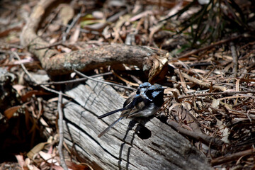 Male fairy wrens have rich blue and black plumage above and on the throat. The belly is grey-white and the bill is black.
