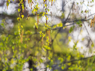Birch branches with fresh green leaves and seeds. Birch tree branch, Betula pendula.