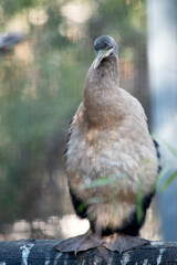The heron is long-legged, long-necked, freshwater and coastal bird