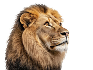 lion isolated on white