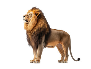 lion isolated PNG