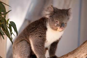 the Koala has a large round head, big furry ears and big black nose. Their fur is usually grey-brown in color with white fur on the chest, inner arms, ears and bottom.