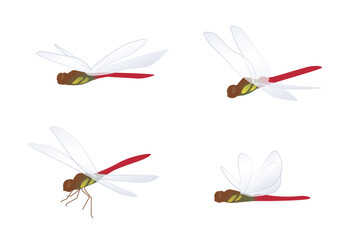 いろいろな向きの赤トンボのイラスト © sozai-koyomi