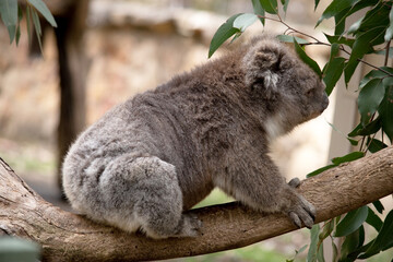 the Koala has a large round head, big furry ears and big black nose. Their fur is usually grey-brown in color with white fur on the chest, inner arms, ears and bottom.