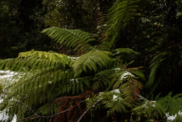 Australian forest covered in snow