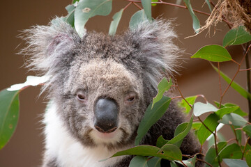 the Koala has a large round head, big furry ears and big black nose. Their fur is usually grey-brown in color with white fur on the chest, inner arms, ears and bottom.