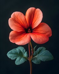 Vibrant Red Geranium Flower on Dark Minimalist Background