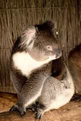 the Koala has a large round head, big furry ears and big black nose. Their fur is usually grey-brown in color with white fur on the chest, inner arms, ears and bottom.