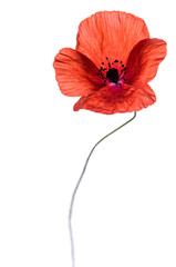 Beautiful poppy