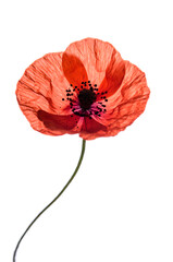 Beautiful poppy