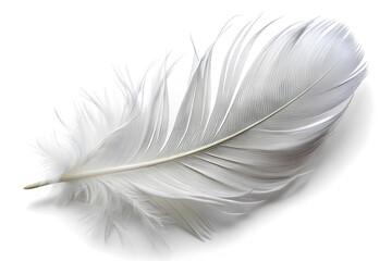 Obraz premium White feather on isolate white background, Clipping path