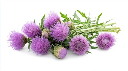 Bouquet of milk thistle isolated on white background