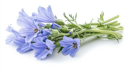 Bouquet of chicory isolated on white background