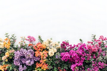 Obraz premium collection of flowering shrubs arranged in a row, with space above t against a white background.