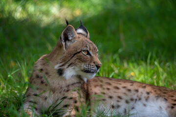 Lynx - a genus of predatory mammals from the subfamily Felinae within the family Felidae. Body length 65–110 cm, tail length 5–23 cm; body weight 5–29 kg, males are about 25% larger