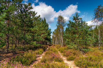 Fototapeta premium On the heath, a forest area covered with flowering heather and birch trees, near the town of Borne Sulinowo, Poland