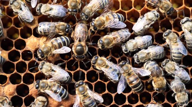 Young queen bee surrounded by bees. Bees stimulate the young queen bee to lay eggs.