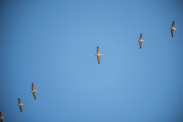 flock of pelicans flying overhead