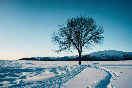 A big tree in snow field