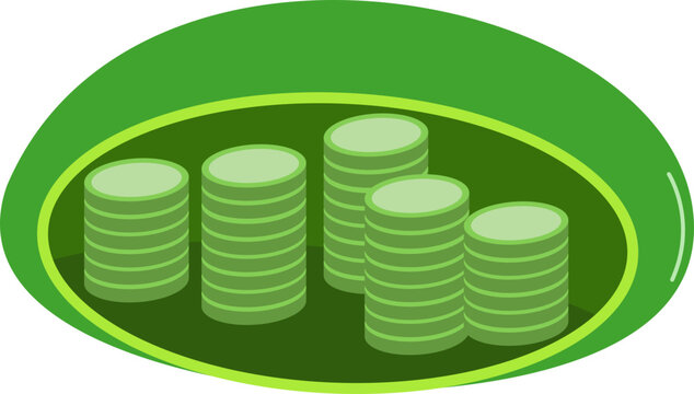 Chloroplast