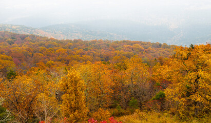 Fototapeta premium Beautiful fall colors on the mountain with heavy fog down in the valley.