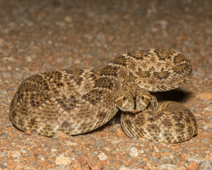 Western Diamondback with tongue