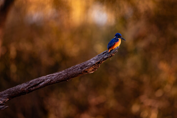 Azure Kingfisher sitting on a branch