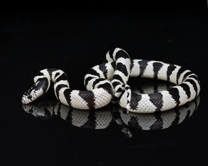 California Kingsnake reflection