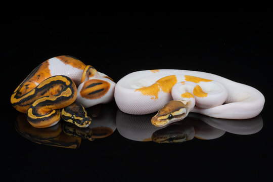 Piebald Ball Python reflection