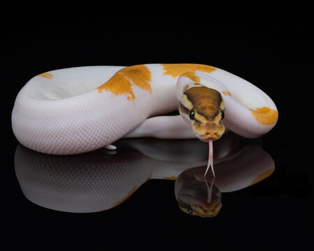 Piebald Ball Python reflection
