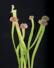 Sarracenia juthatip soper Pitcher Plant against a black background