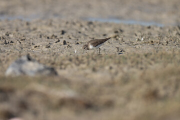Small wader standing on the ground. Animal background.