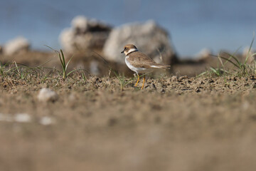 Small wader standing on the ground. Animal background.