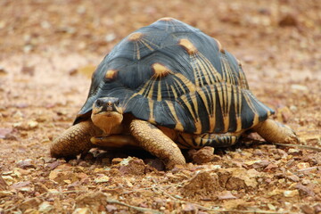 Portrait of radiated tortoise,The radiated tortoise eating flower ,Tortoise sunbathe on ground with his protective shell ,cute animal ,Astrochelys radiata ,The radiatedtortoise from Madagascar
