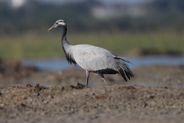 Demoiselle crane on the ground. Animal background.