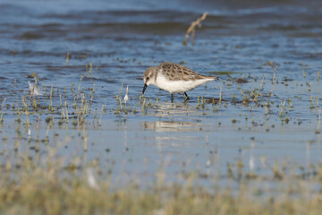 Small wader wading in river water. Animal background.