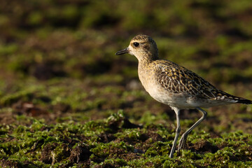 Pacific golden plover on ground. Bird closeup.