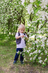 Adorable toddler boy playing in the flowering apple orchard on a warm spring day.