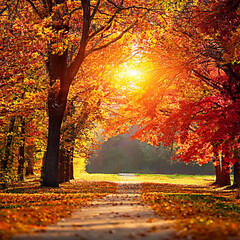Fototapeta premium Fall starts (autumnal equinox)
