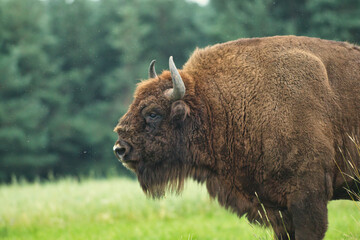 Fototapeta premium Żubr byk z rejonu Puszczy Białowieskiej zwierzę chronione piękny okaz