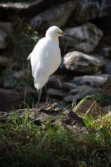 The little egret has a relatively short, thick neck, a sturdy bill, and a hunched posture. It is mainly white with a black beak
