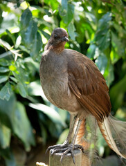 the lyre bird male has an ornate tail, with special curved feathers that, in display, assume the shape of a lyre.